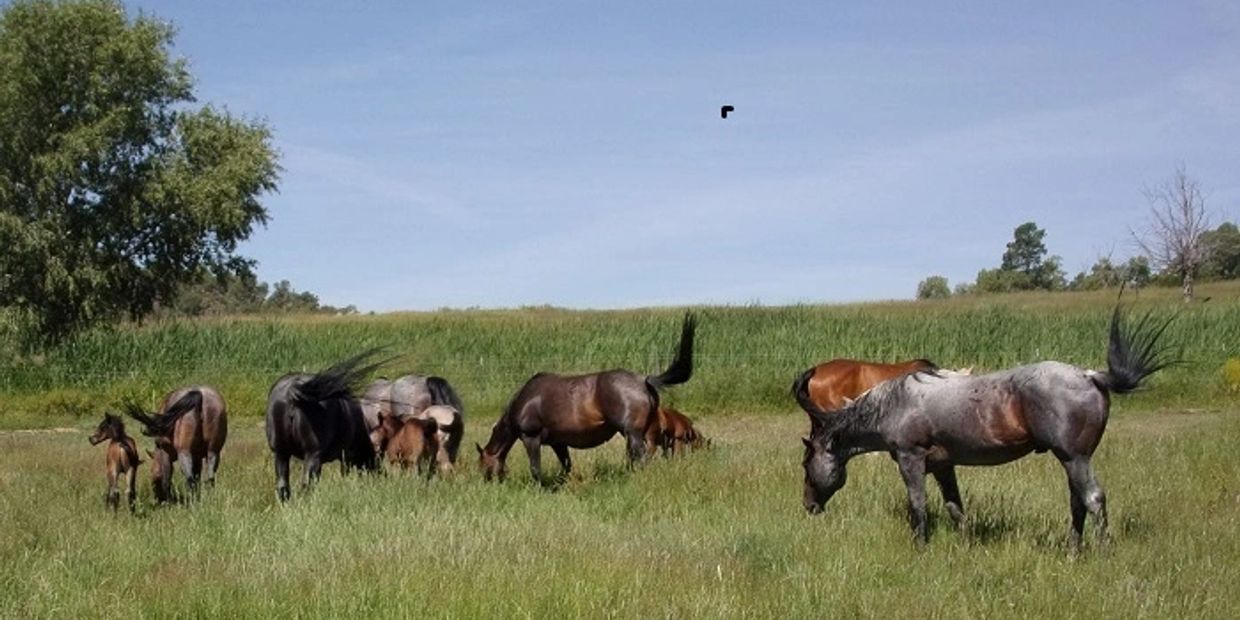 Martins Quarter Horses Prospects for Sale, Breeding Stock Available